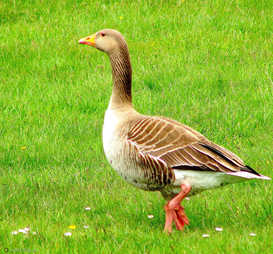 kliknij aby powiększyć