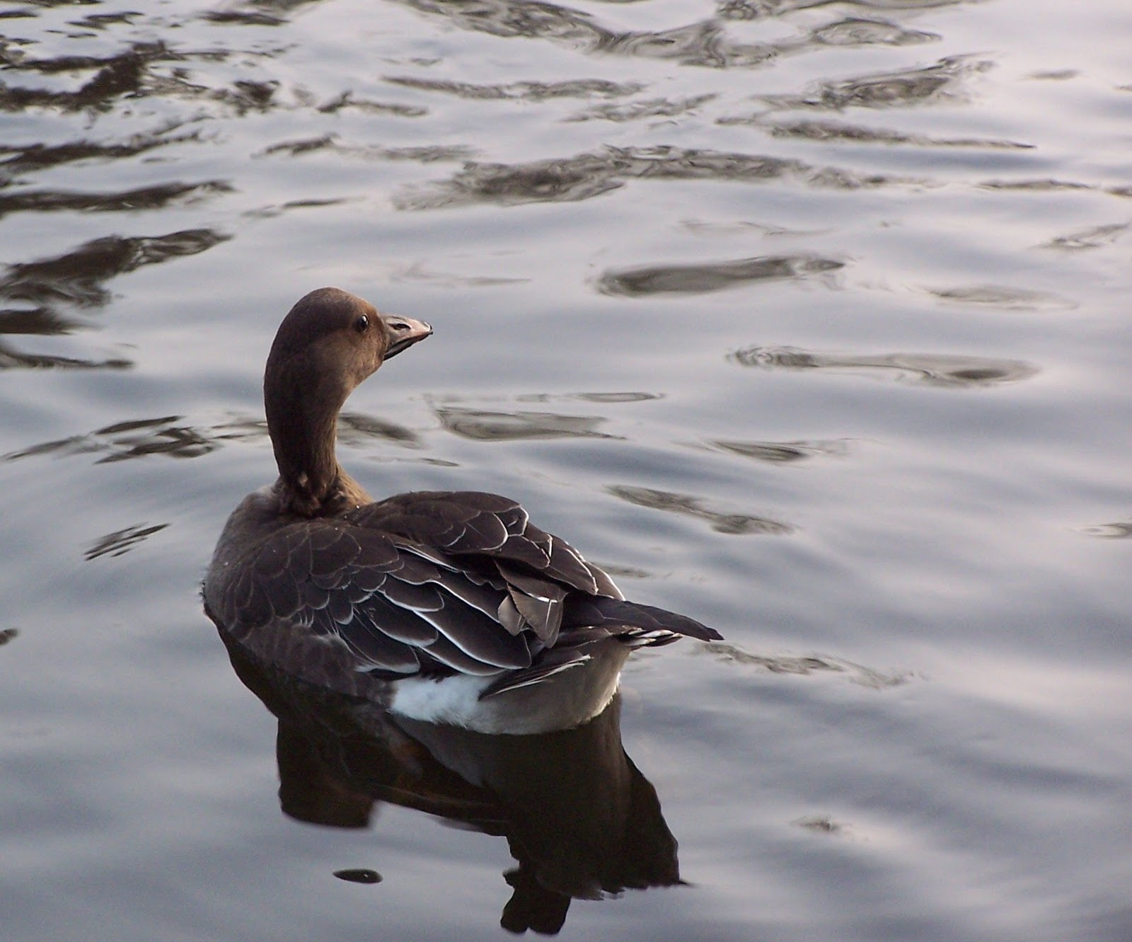 kliknij aby powiększyć