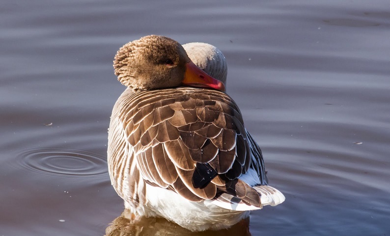 kliknij aby powiększyć