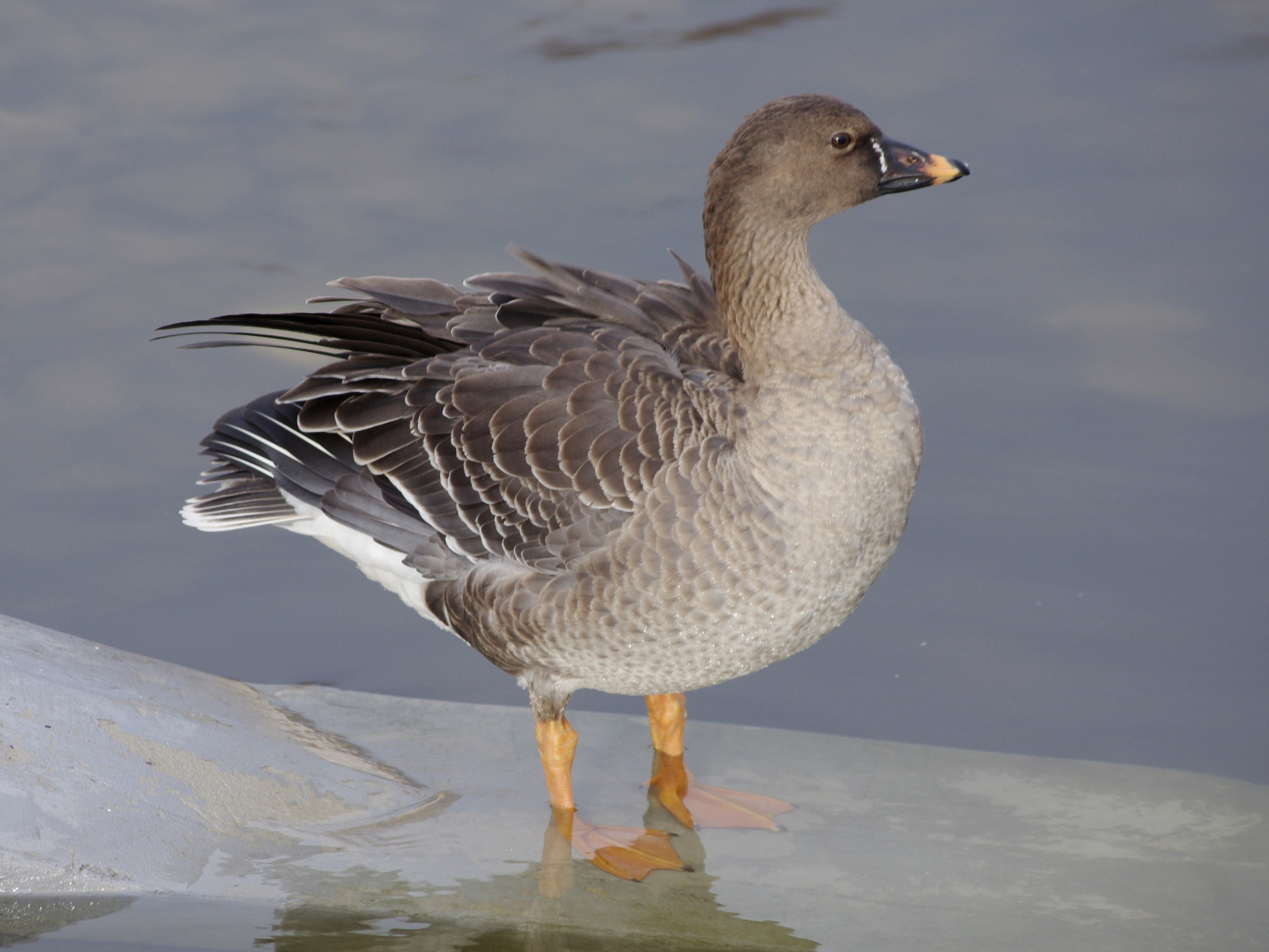 kliknij aby  powiekszyć