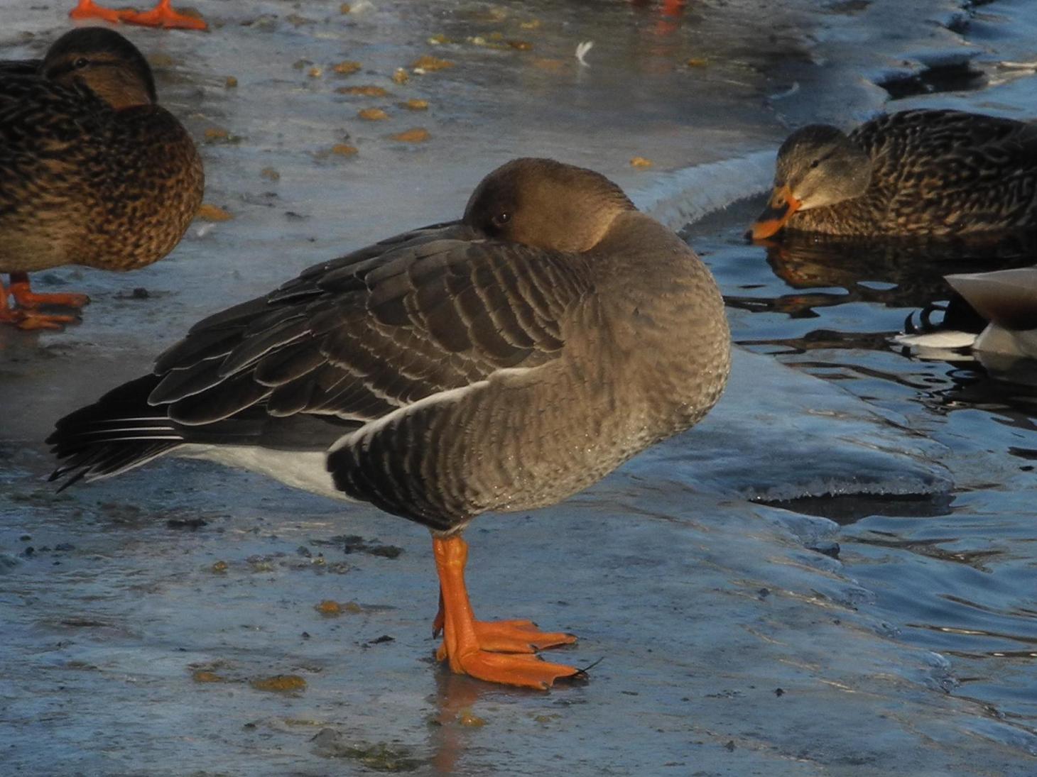 kliknij aby powiększyć