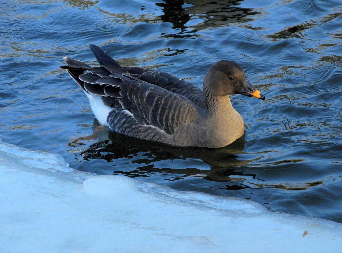 kliknij aby powiększyć