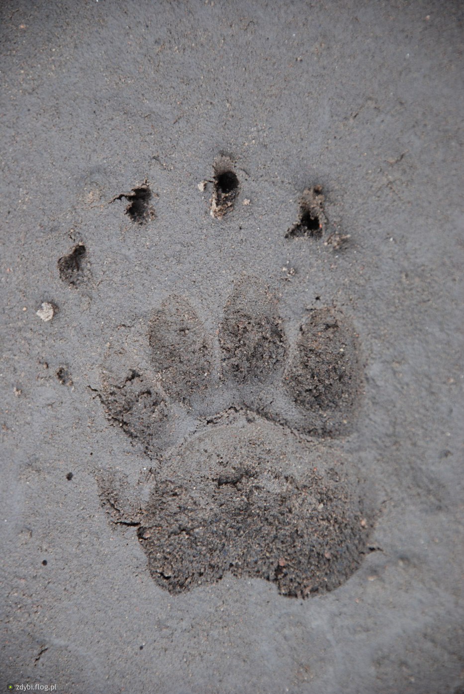 kliknij aby powiększyć kliknij aby powiększyć