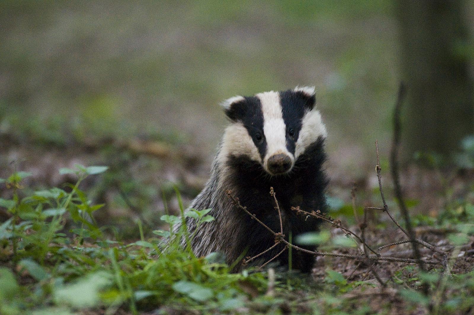 kliknij aby powiększyć kliknij aby powiększyć