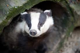 kliknij aby powiększyć kliknij aby powiększyć