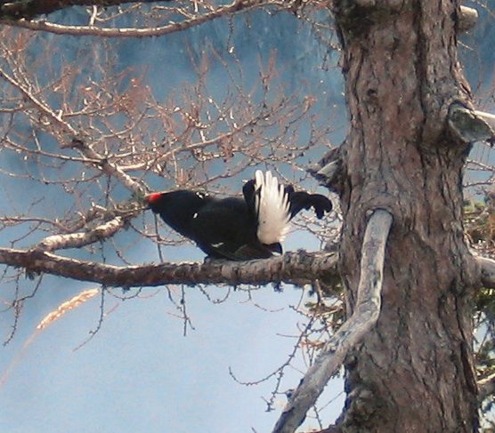 kliknij aby powiększyć kliknij aby powiększyć