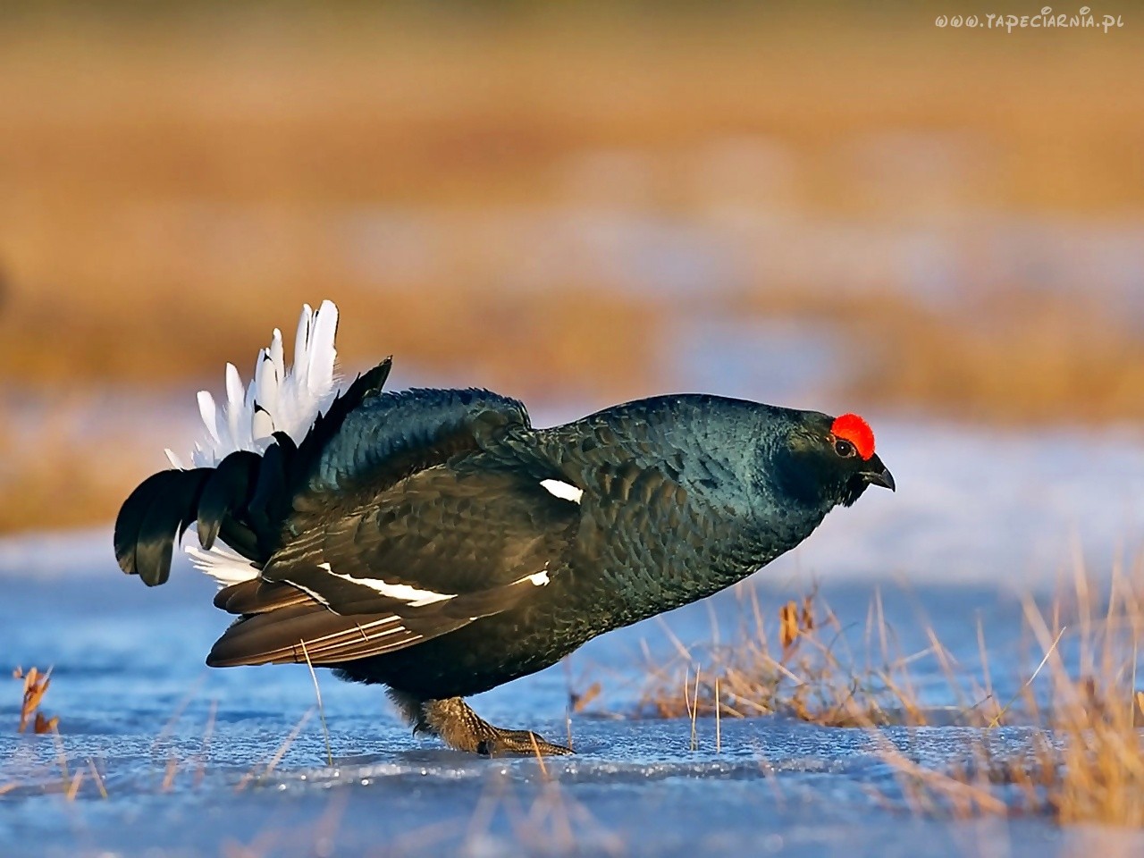 kliknij aby powiększyć kliknij aby powiększyć