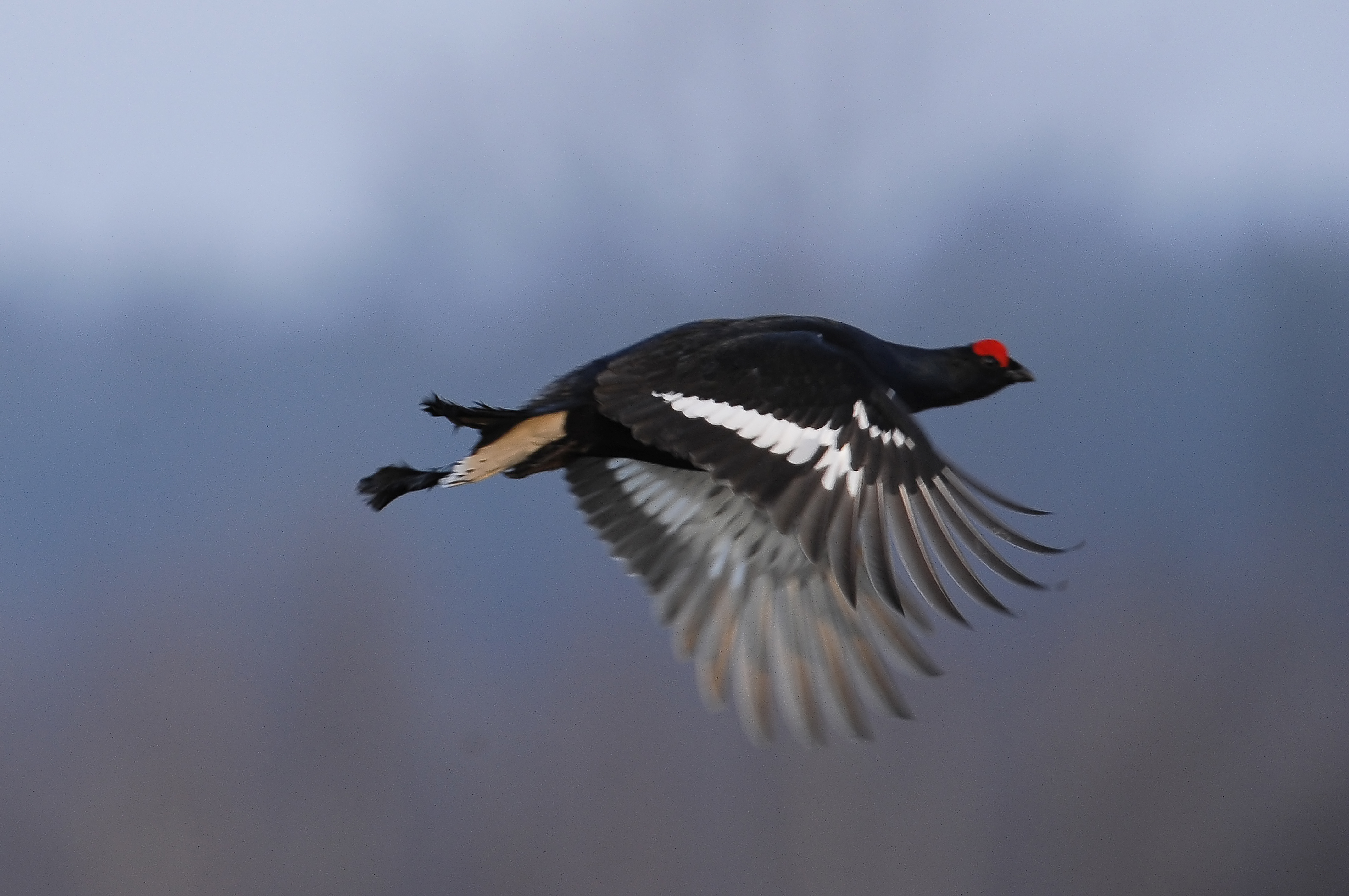 kliknij aby powiększyć kliknij aby powiększyć