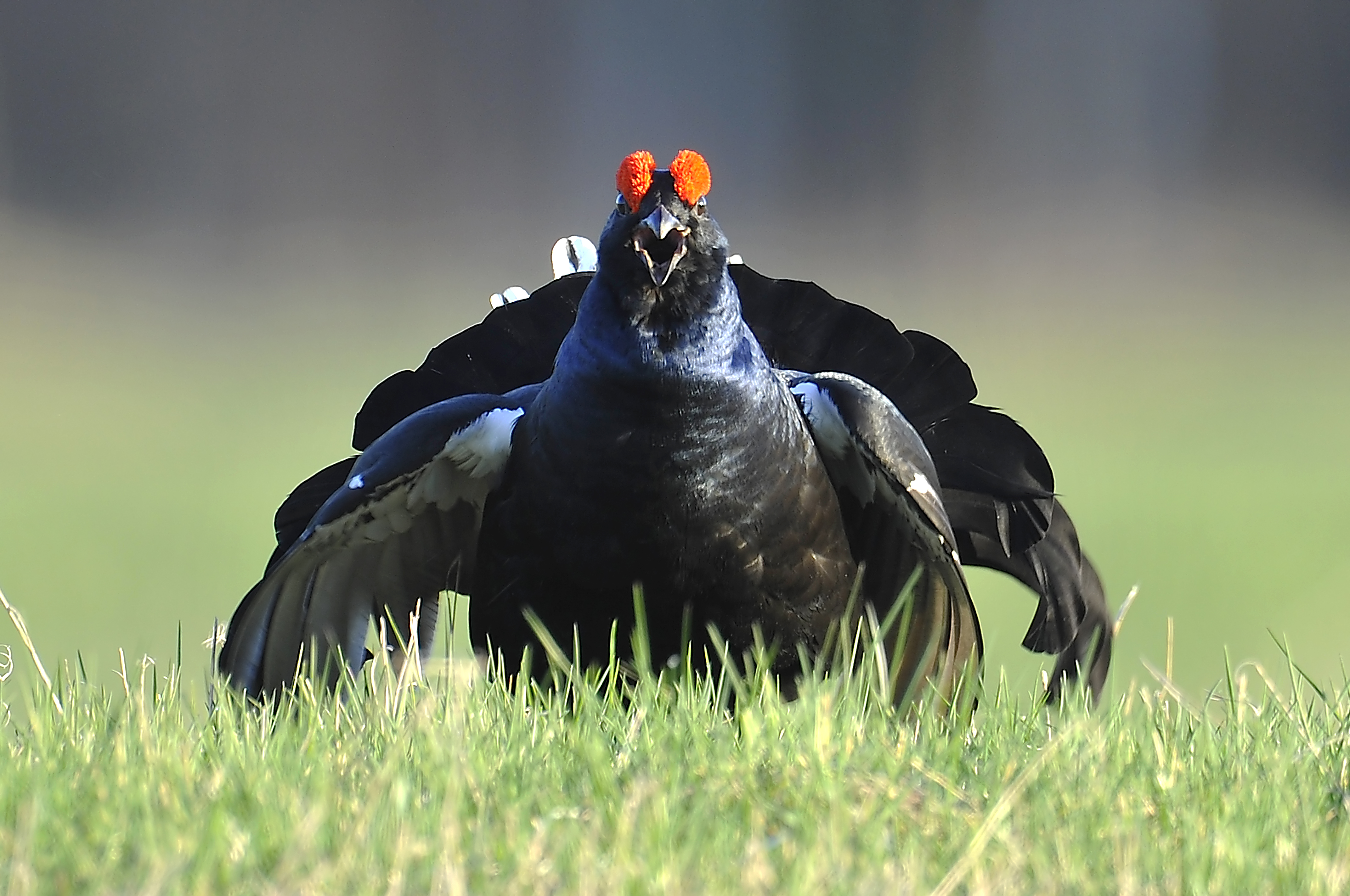 kliknij aby powiększyć kliknij aby powiększyć