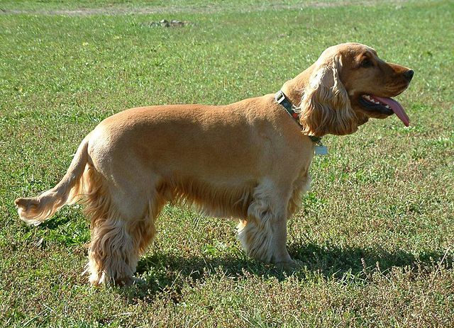 cocker spaniel