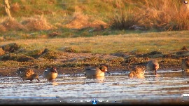 kliknij aby obejrzeć