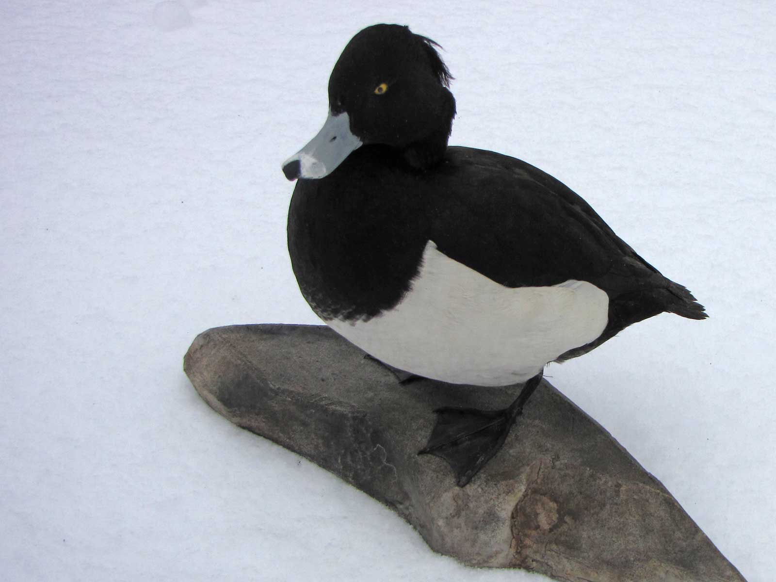 kliknij aby powiększyć