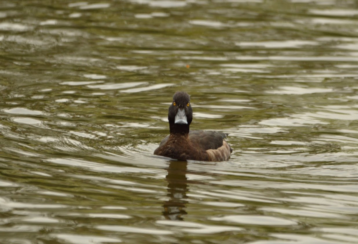 kliknij aby powiększyć