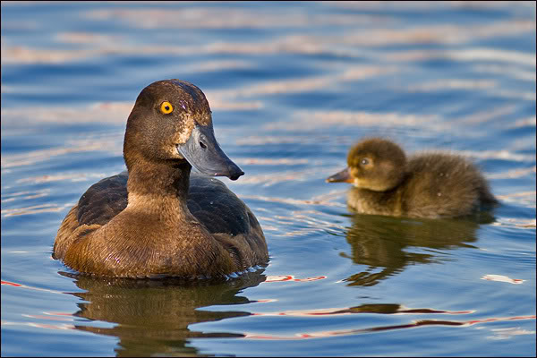 kliknij aby powiększyć