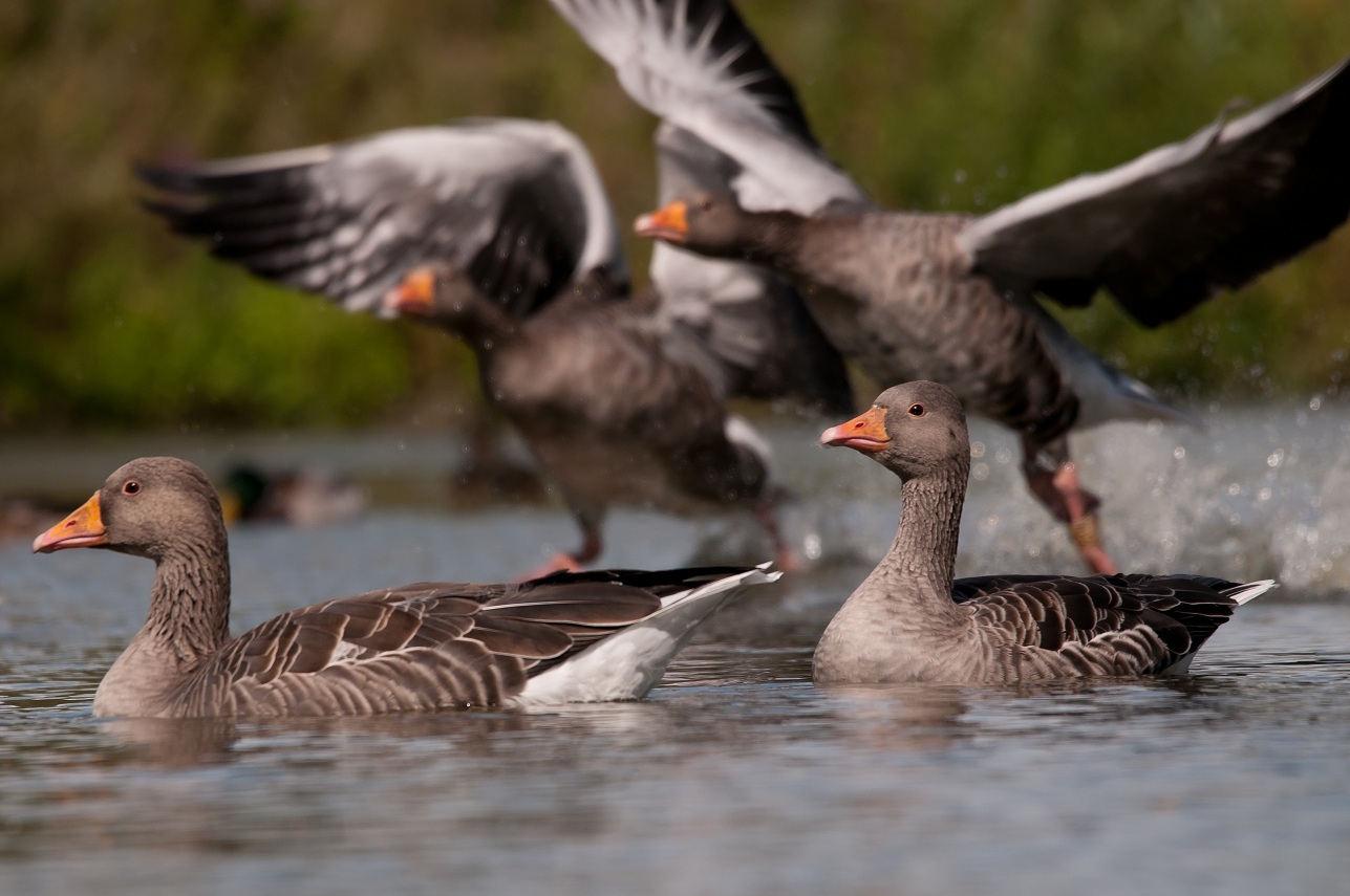 kliknij aby powiększyć