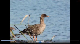 kliknij aby obejrzeć