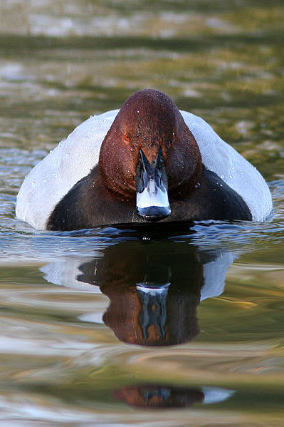kliknij aby powiększyć