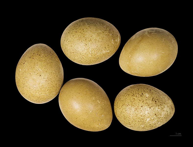 kliknij aby powiększyć kliknij aby powiększyć