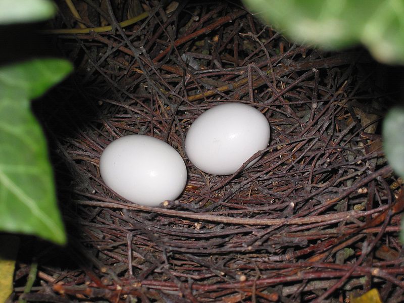 kliknij aby powiększyć