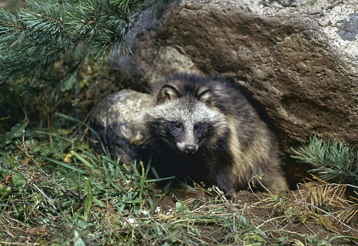 kliknij aby powiększyć