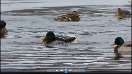 kliknij aby obejrzeć