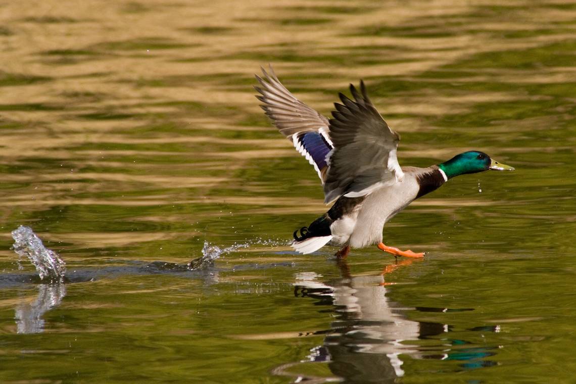 kliknij aby powiększyć