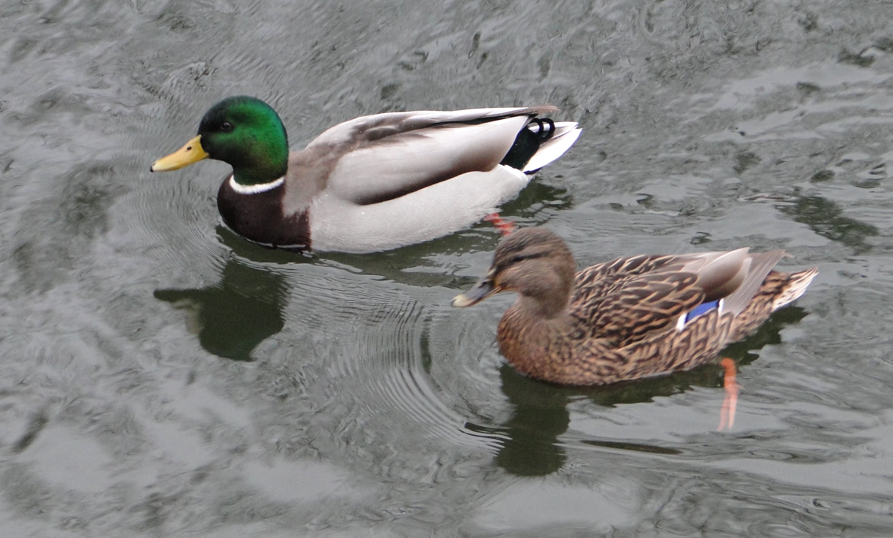 kliknij aby powiększyć