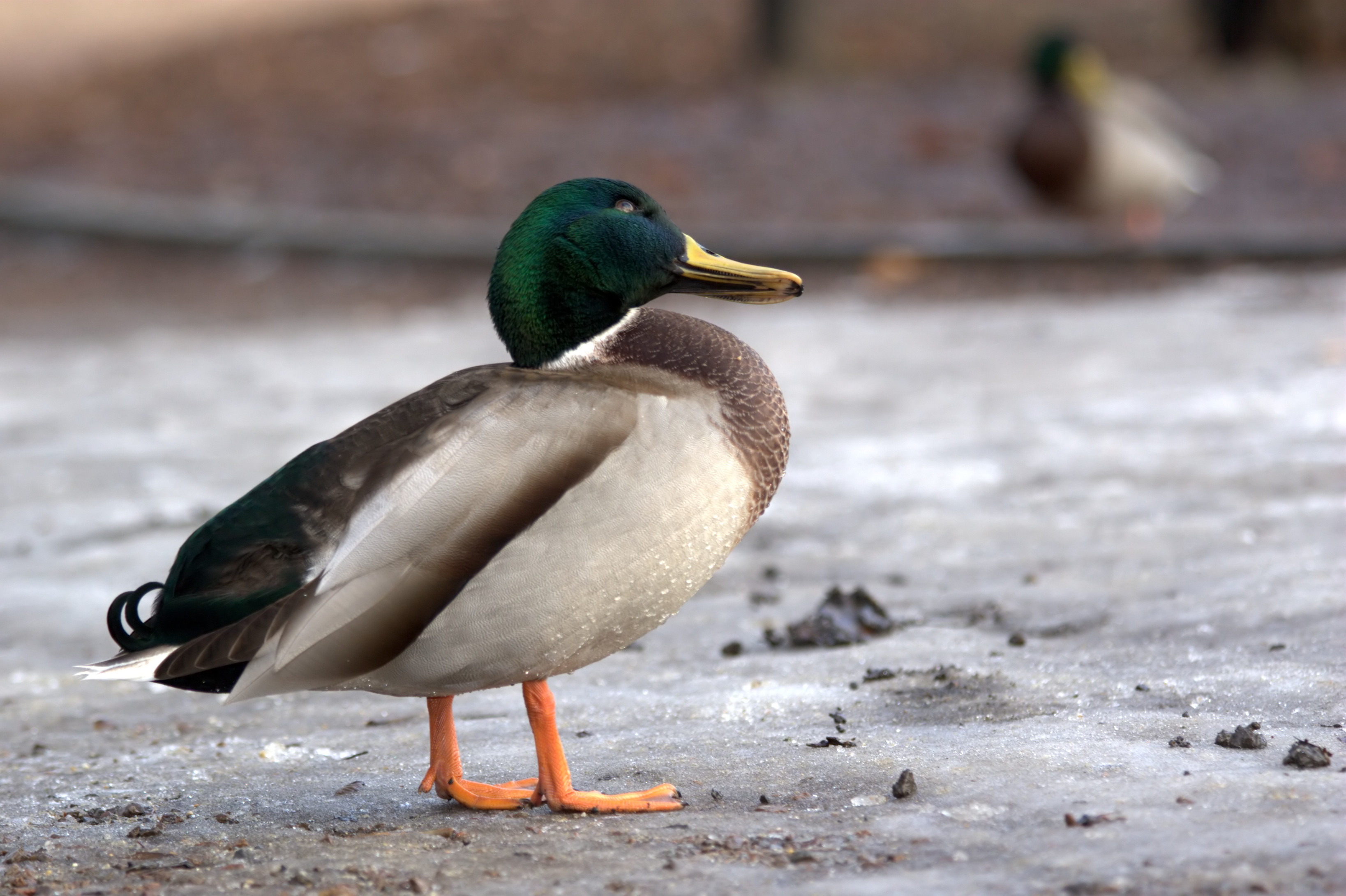 kliknij aby powiększyć