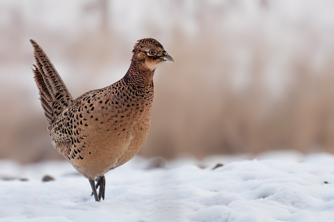 kliknij aby powiększyć
