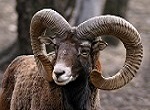 Muflon