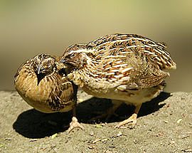 kliknij aby powiekszyć kliknij aby powiekszyć