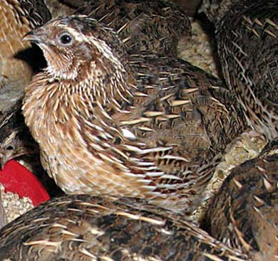 kliknij aby powiększyć kliknij aby powiększyć